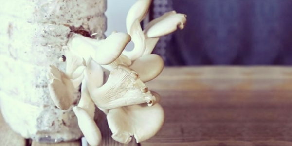 Démarrez une culture de champignon DIY grâce au marc de café